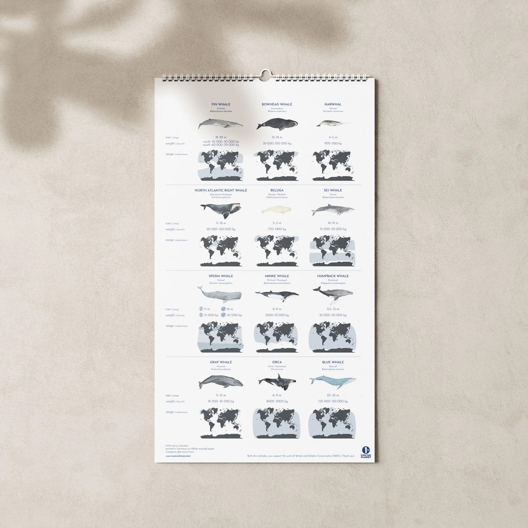 Information page in the 2025 family planner calendar showing illustrations and distribution maps of different whale species.