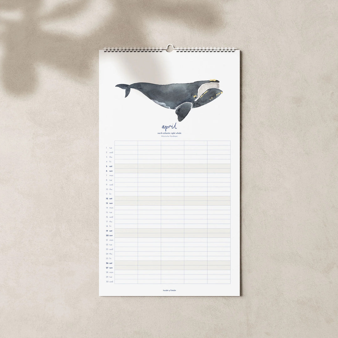 April page of 2025 family planner calendar with north atlantic right whale illustration for organizing family schedules.