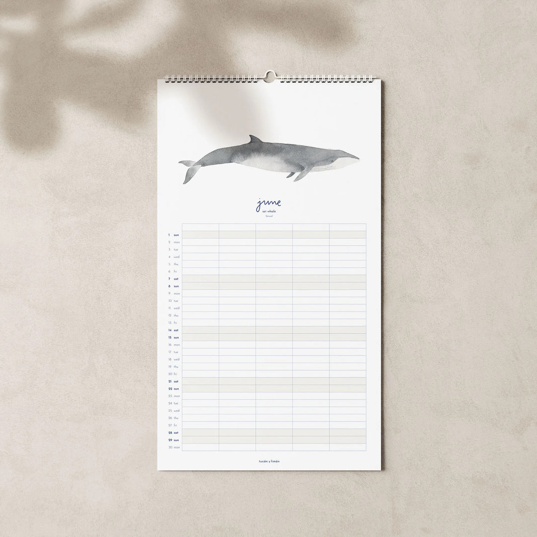 June page of the 2025 family planner calendar featuring a sei whale illustration above a grid layout for organizing family schedules"